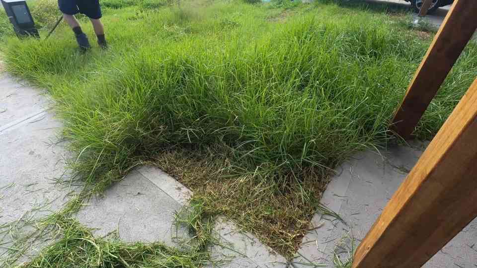 Restoring an Overgrown Yard: Rover Push Mower Performance