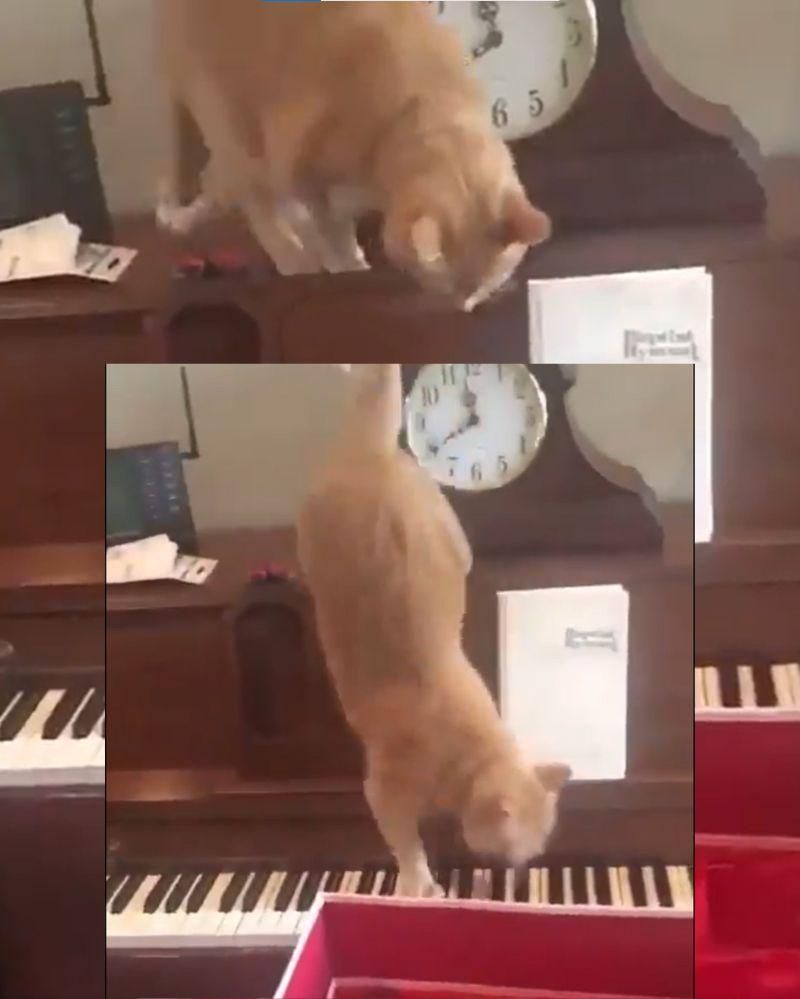 12 Foto Kucing Lucu Bermain Piano, Menggemaskan dan Unik