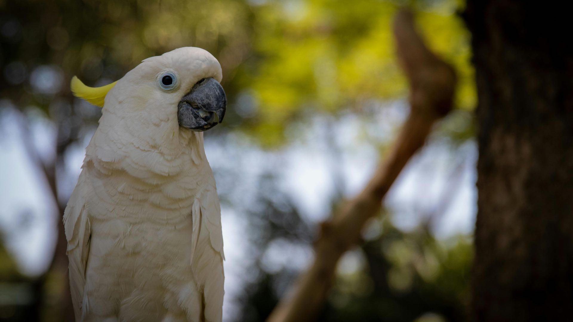 This trafficker didn't expect to be denounced by his parrot!