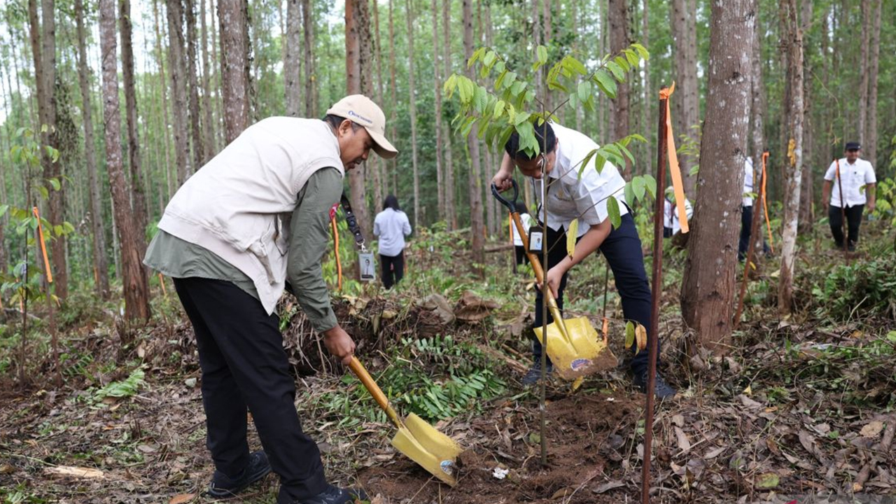 China planted so many trees it reshaped the nation’s water balance