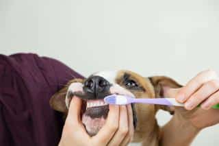 staffie-entretien-soins