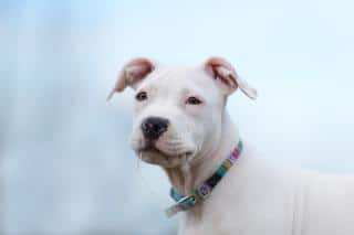 staffie-probleme-de-peau