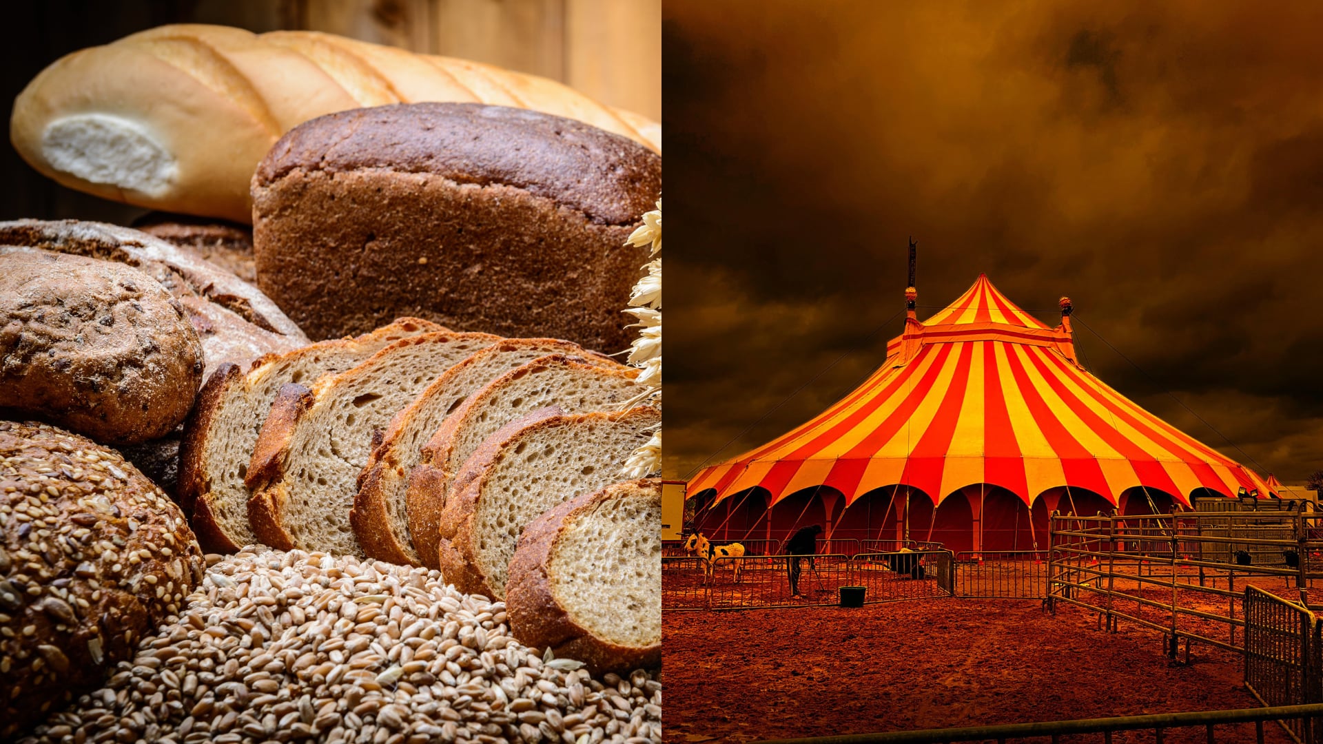 Origen y significado de “pan y circo”