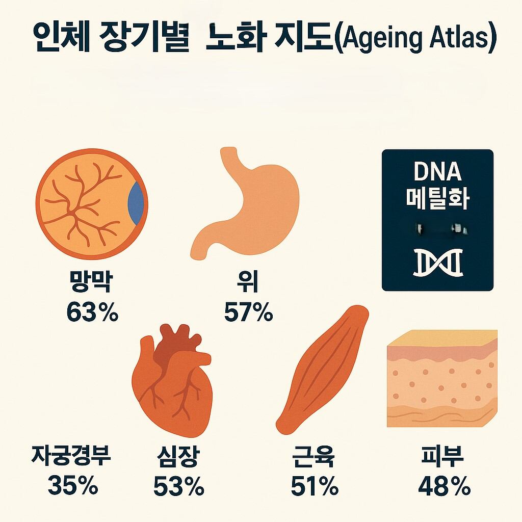 Retina fastest-aging organ in new human aging atlas