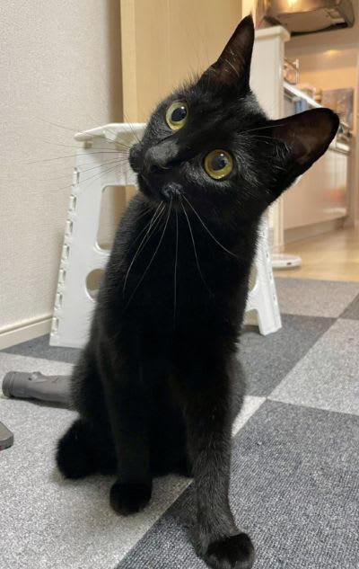 猫は液体】金魚鉢に入った黒猫ちゃんに思わず目を疑う まるで