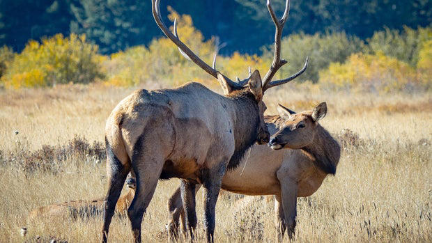 annual-meadow-closures-go-into-place-in-rocky-mountain-national-park