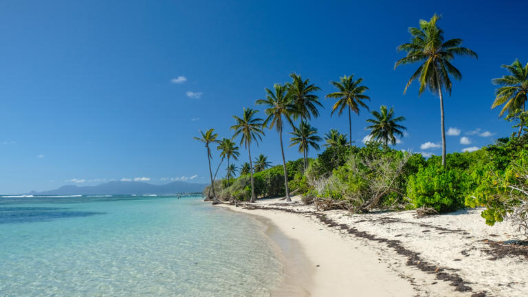 Bois,Jolan,Beach,,Guadeloupe