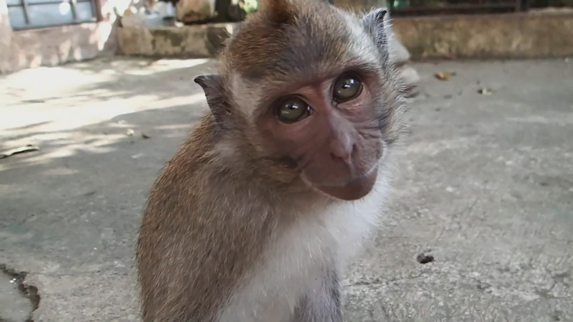 Macaque monkey attack | Monkey vs funny animals and cute animals monkey ...