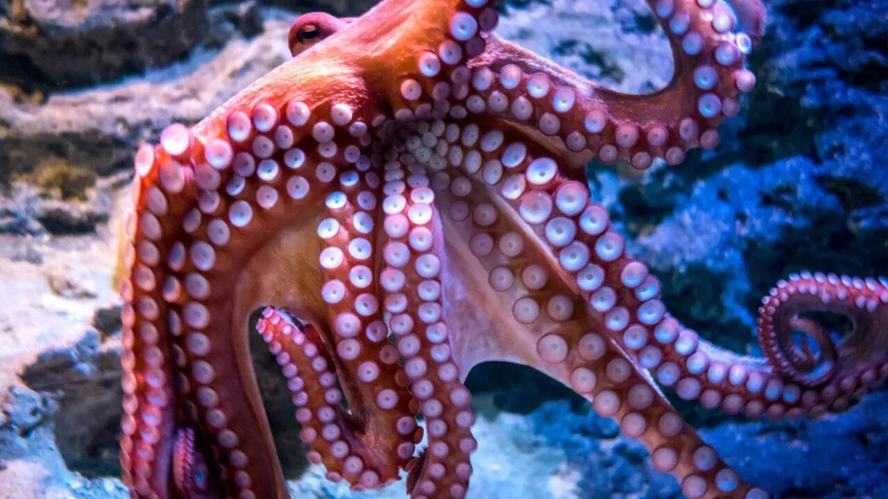 5 amazing octopus abilities that make them nature’s masterminds