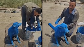 Basra Man Arrested For Painting Stray Dog Blue, Issues Apology After