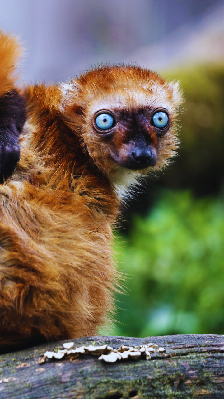 10 animals with mesmerising blue eyes and where to spot them