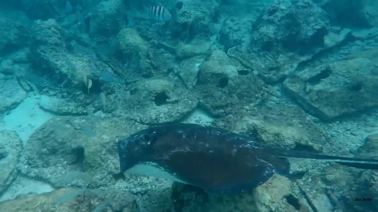 Cozumel Mexico cruise vlog - swimming with dolphins & giant stingrays!