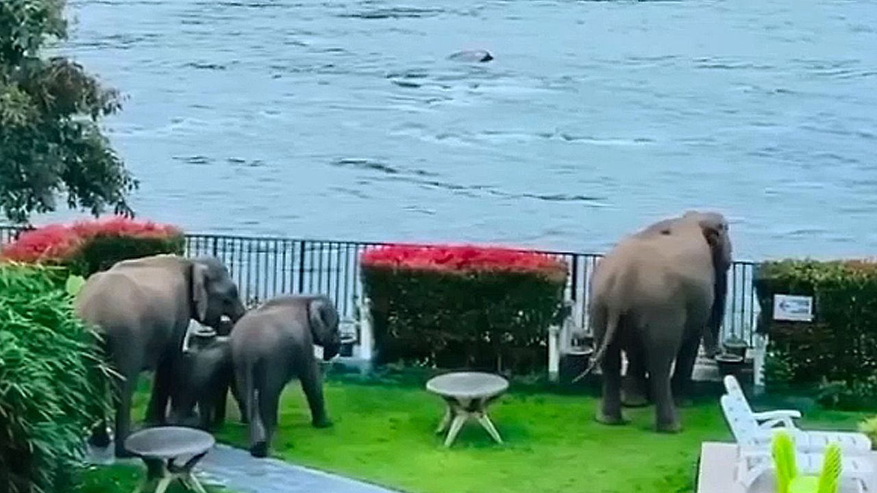 Elephants break into resort in India, take in beautiful river view