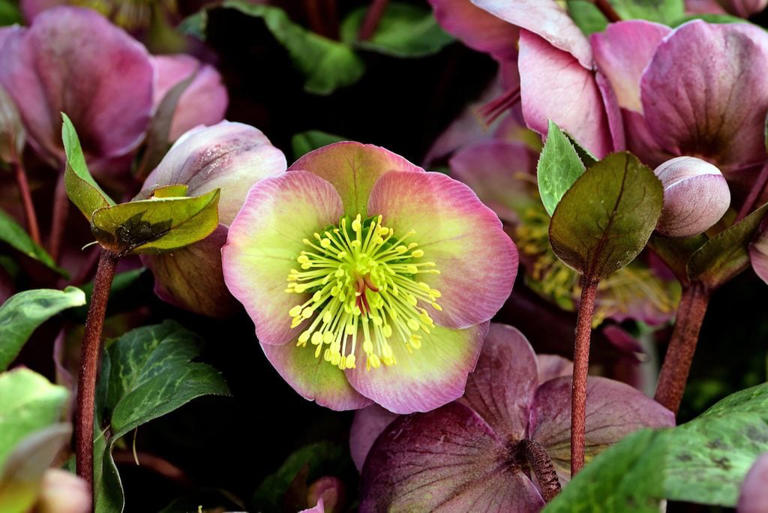 Top 10 Plants to Grow in Dry Shade Gardens