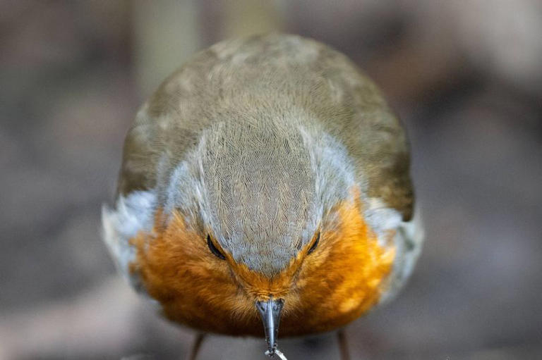 Robins will visit your garden this month if you do 1 thing