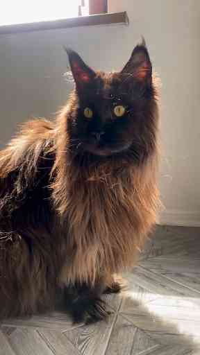 Caring for a Black Maine Coon – Traits and Personality