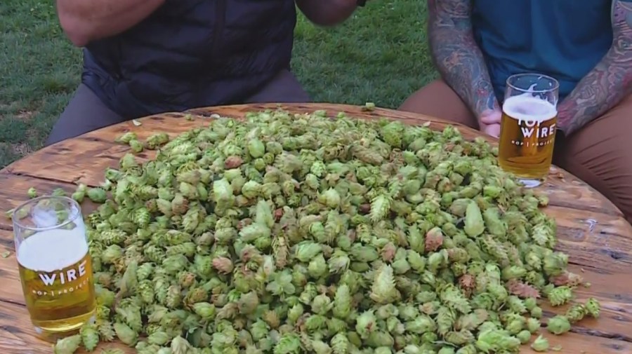 Hop growers 'especially excited' about Oregon's 2026 harvest despite years of decline