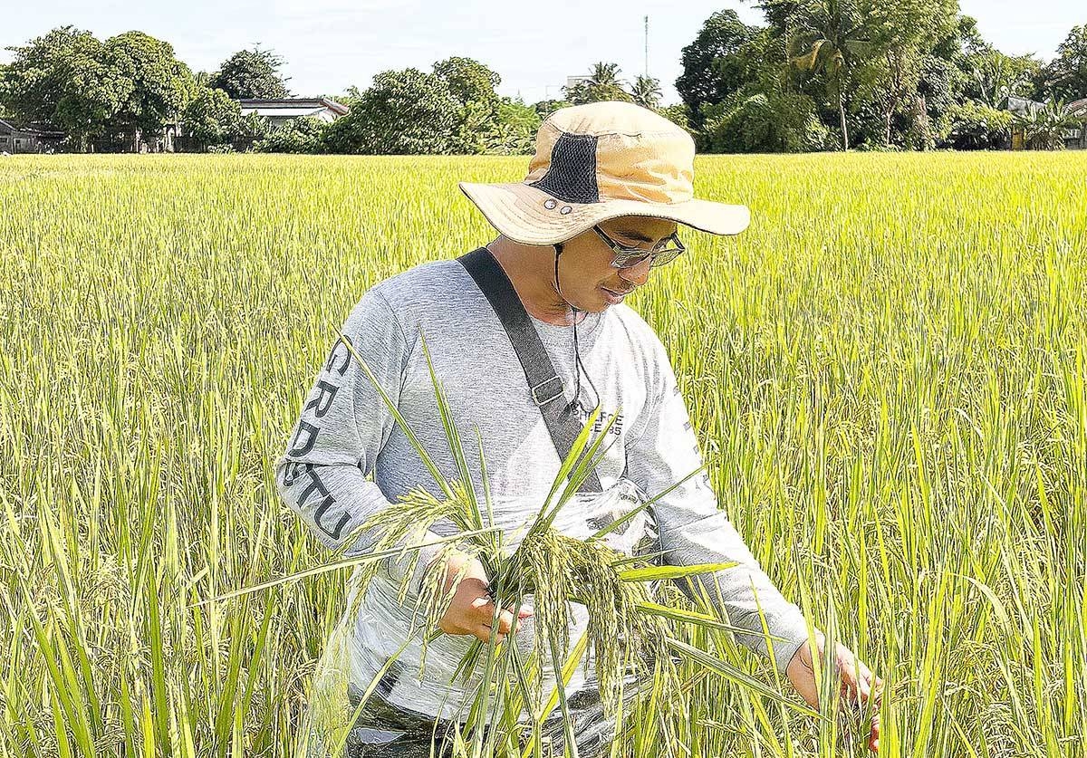 New PhilRice–PhilSA project to make rice farming more climate-smart