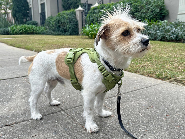 Best no-pull dog harnesses
