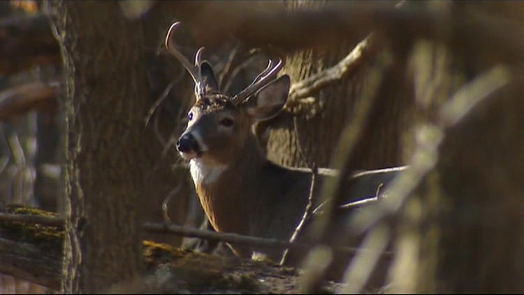 PA Game Commission urges drivers to stay alert as deer activity peaks ...