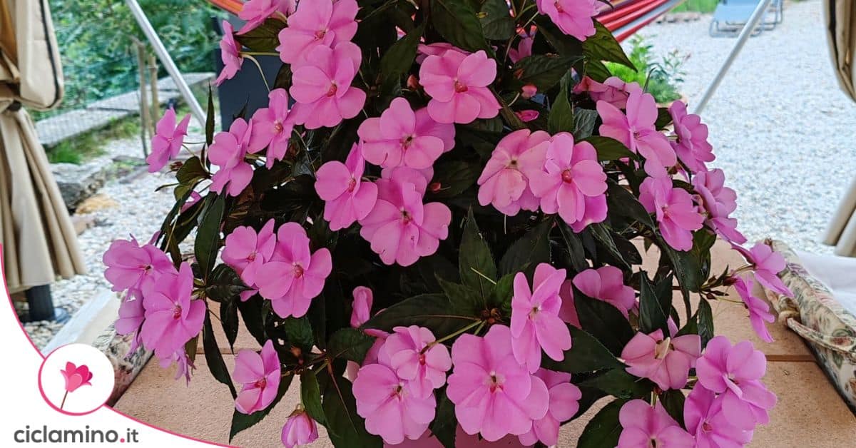Pazzi per le Impatiens! 4 motivi per amarle