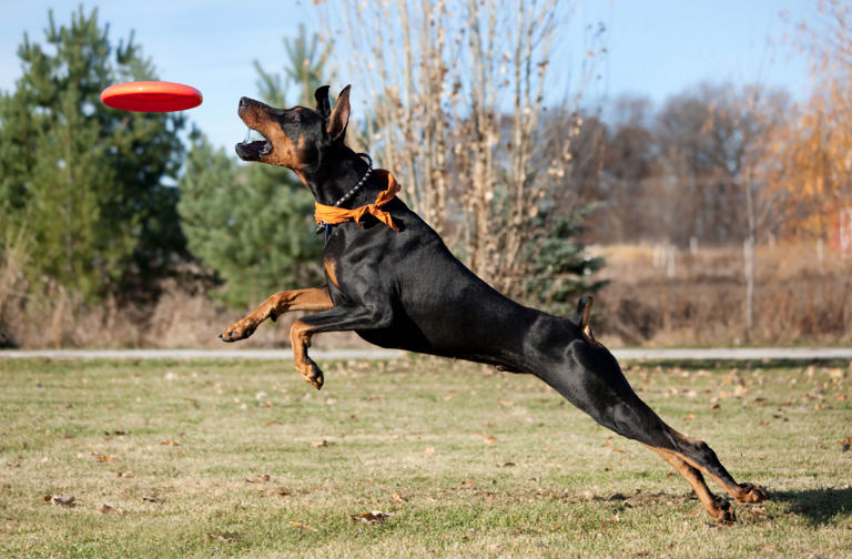 Un doberman jugando en un parque.