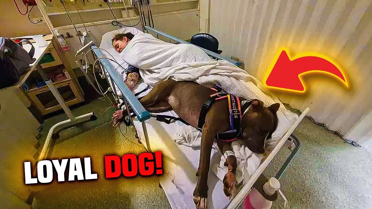 Loyal Dog Stays by Mom’s Side in Hospital After Saving Her Life