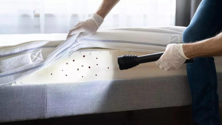How to check for bed bugs in your home: Signs, inspection tips, and ...