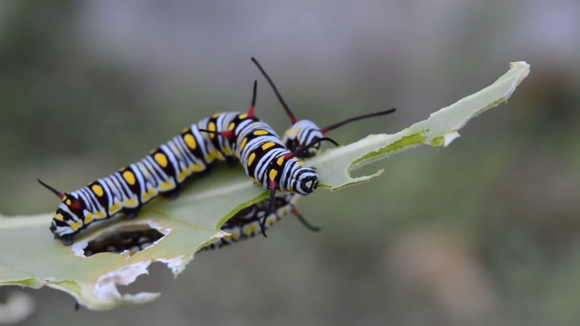 Insects on the menu - The food of tomorrow