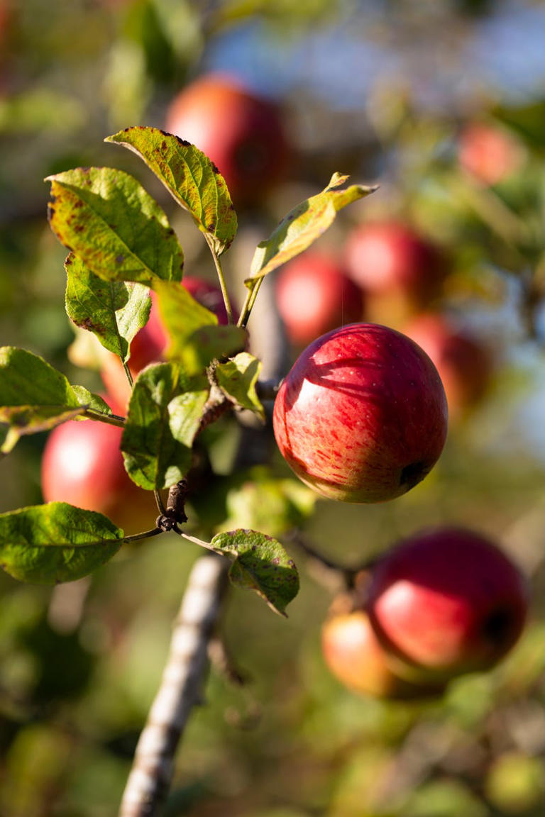 10 best orchards in the UK for apple picking and autumn colour