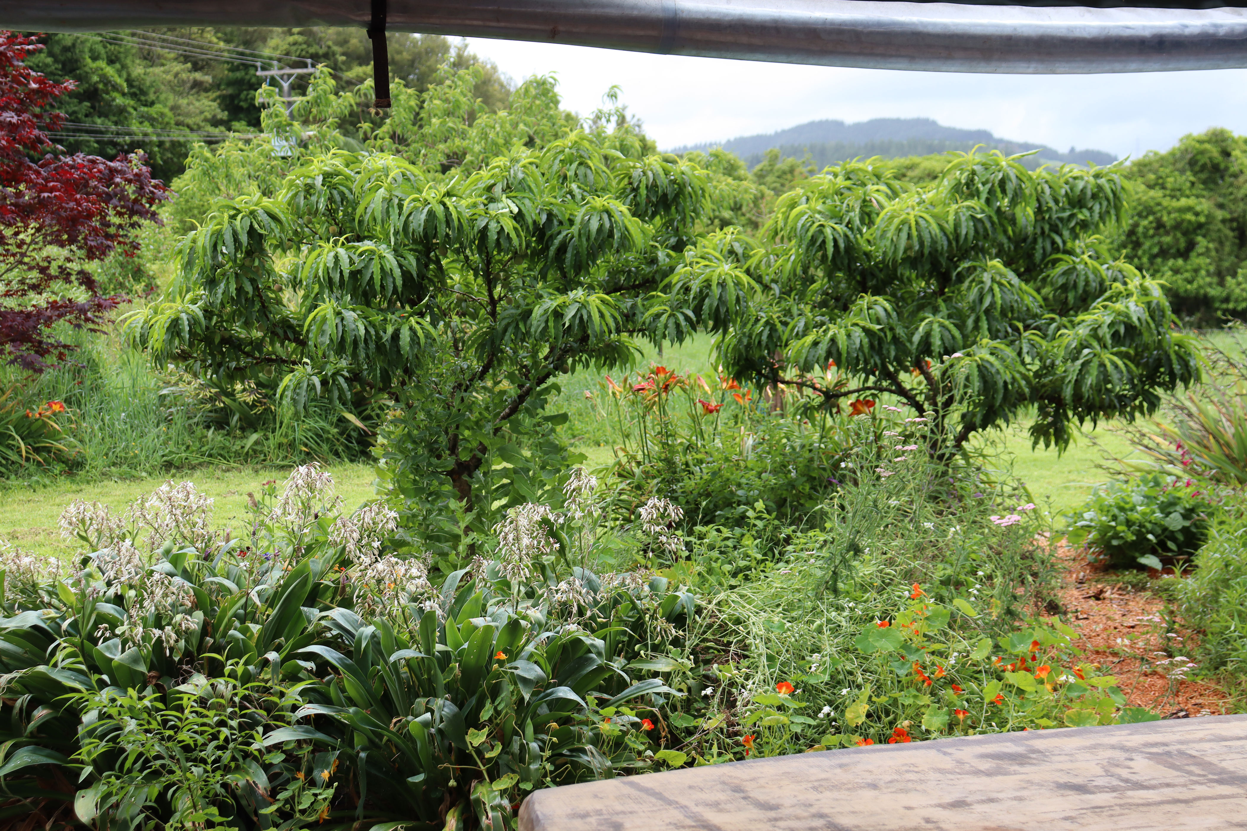 How to plant a garden that takes care of itself