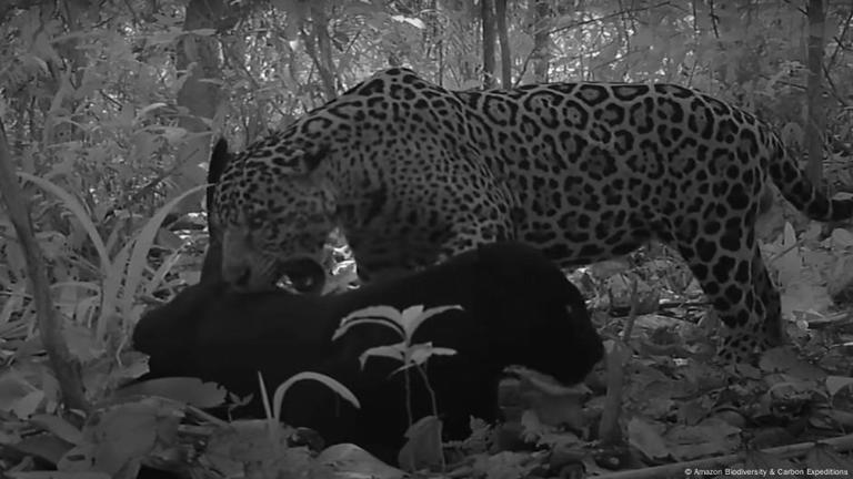 Apareamiento entre un jaguar con pelaje negro -con melanismo- y otro con las clásicas manchas.