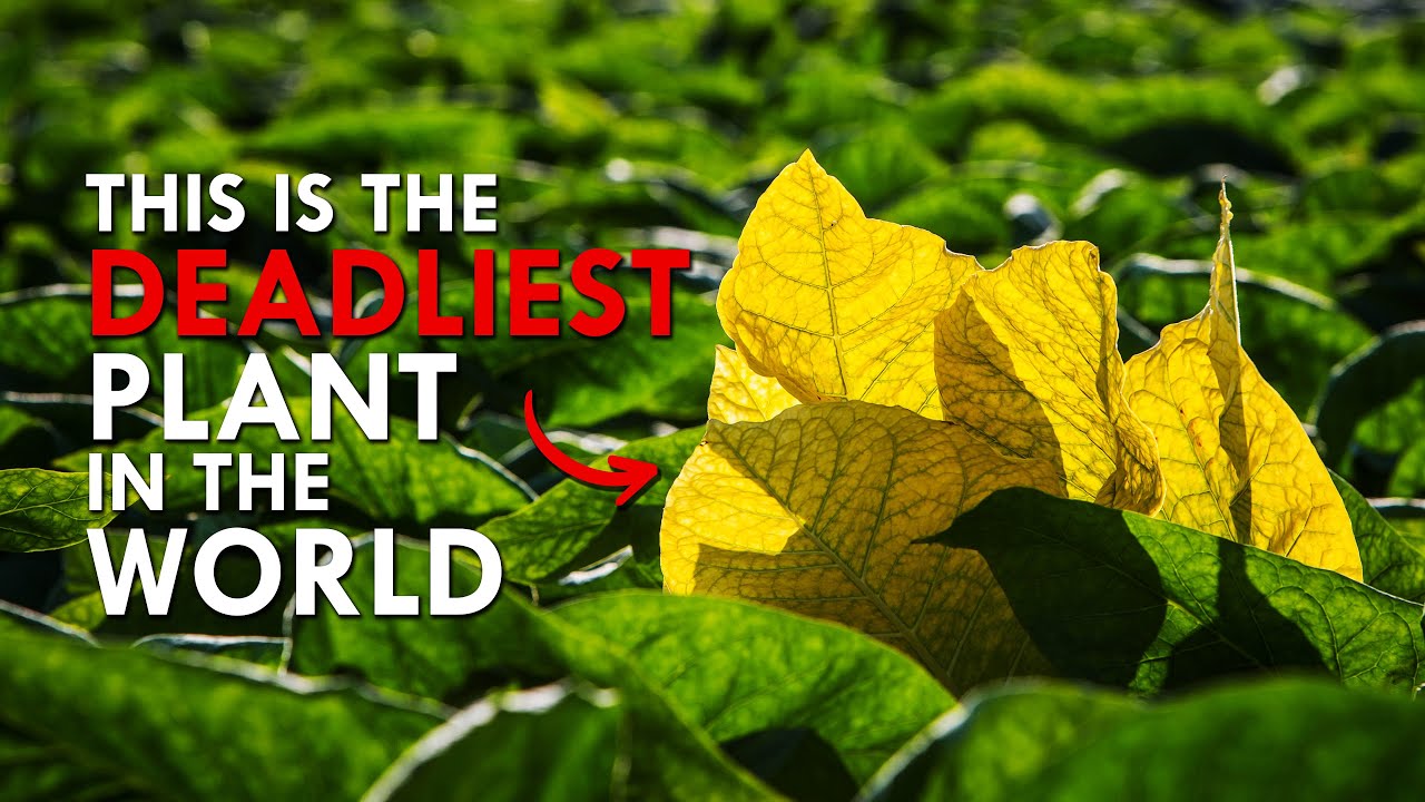 Great Description About What Kills Plants