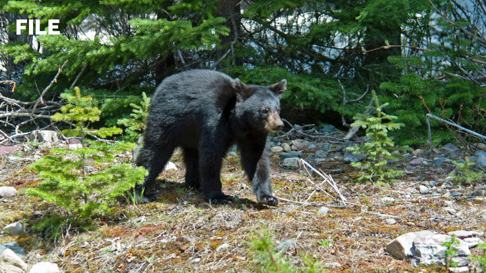 Arkansas bear attack: Tests underway for rabies, other diseases