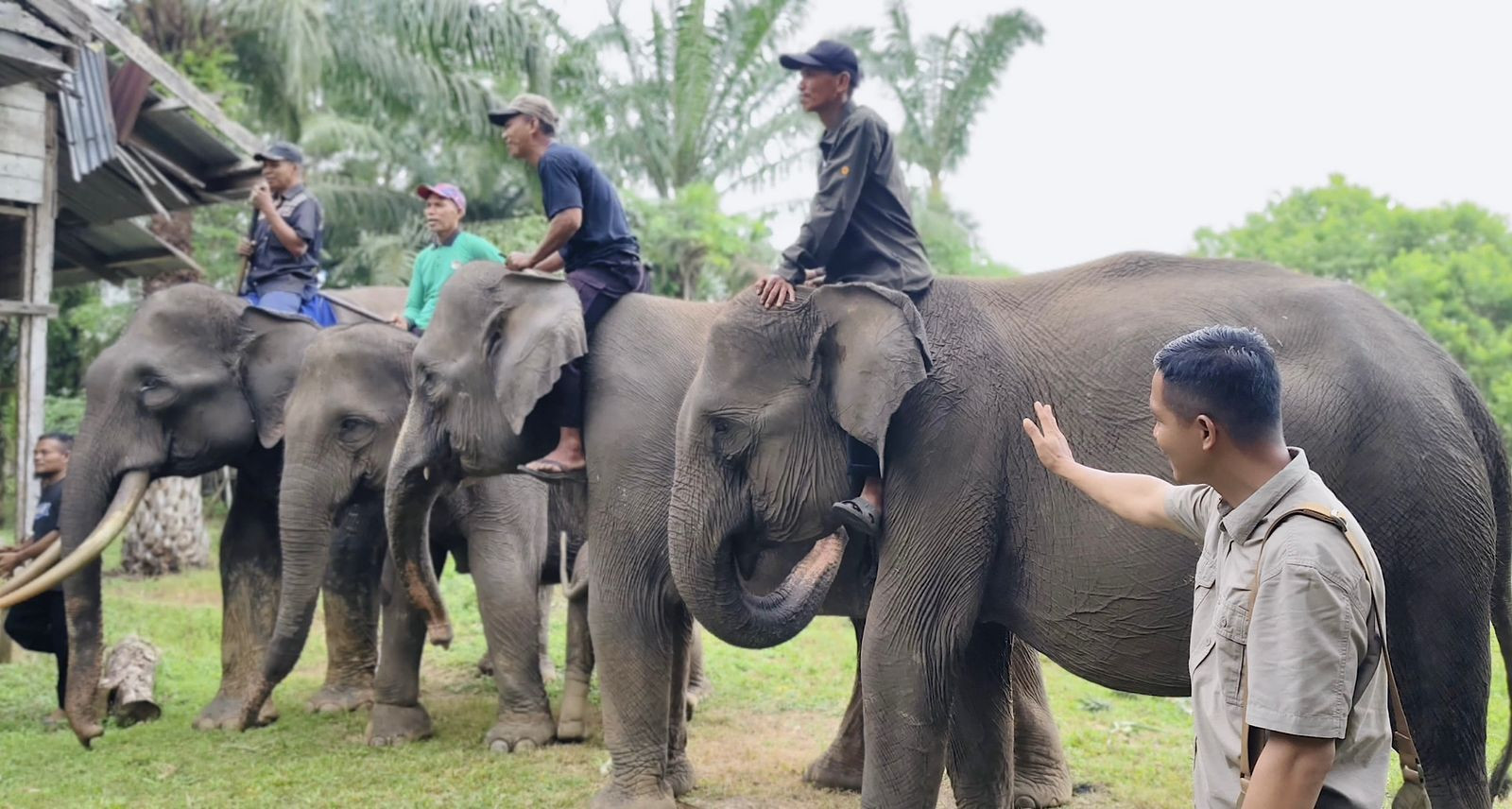 4 Gajah Jinak Bantu Bersihkan Puing Banjir Aceh, BKSDA: Jangan Ganggu Mereka