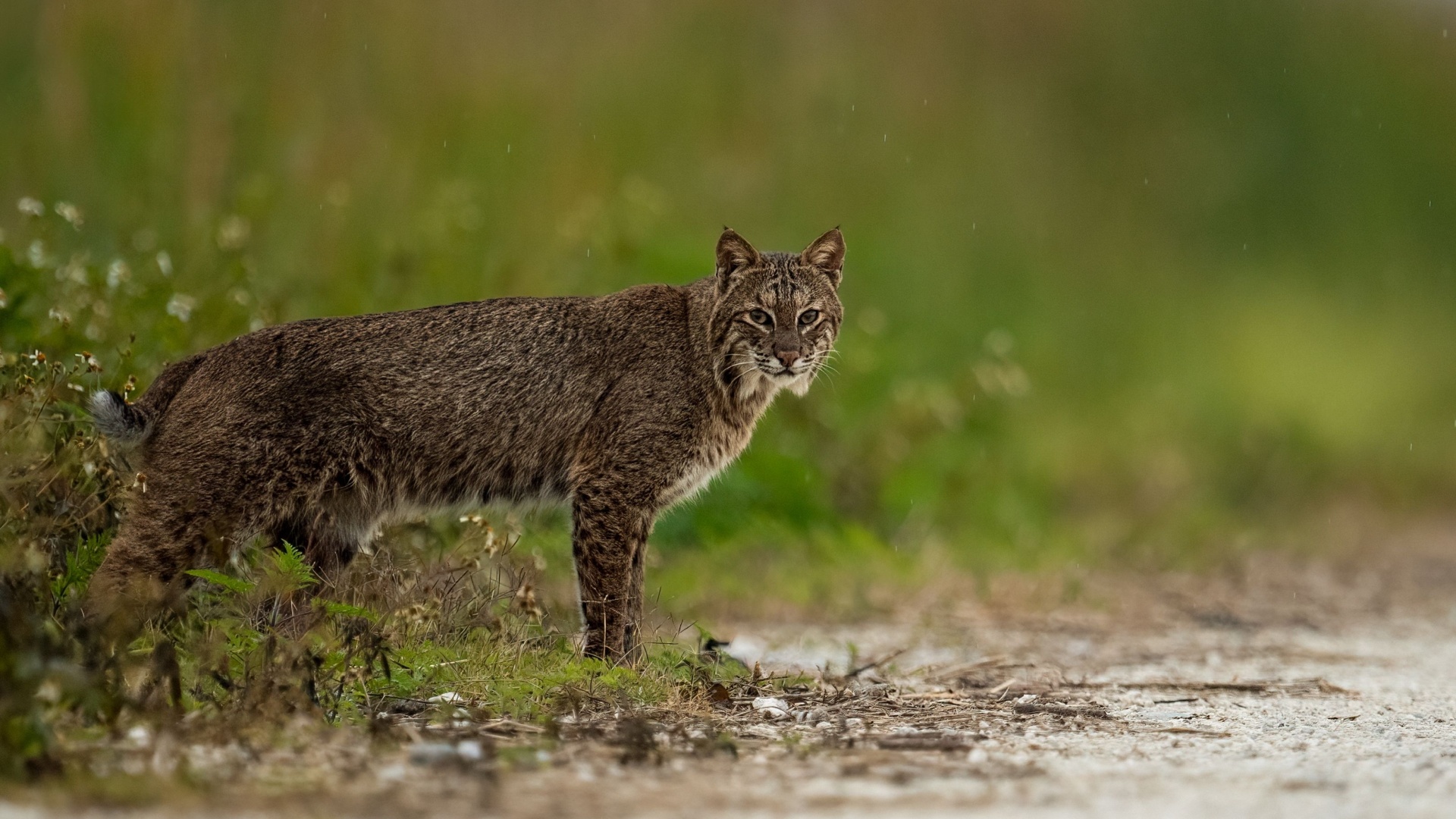 What To Do If You Encounter A Bobcat While Hiking