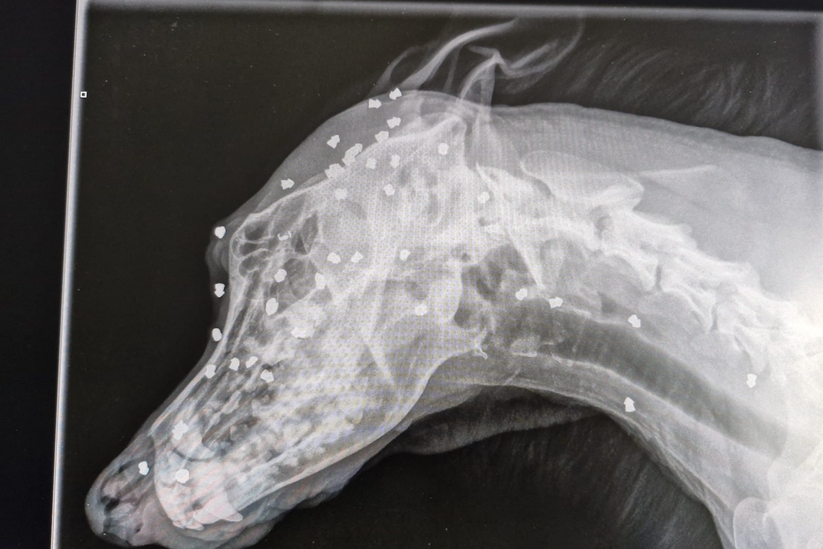 Dog survives being shot in the head more than 40 times with air rifle