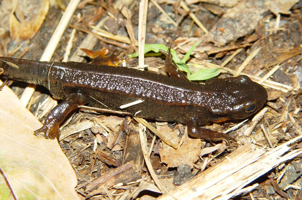 Current extinction rates haven't reached level of 'mass extinction ...