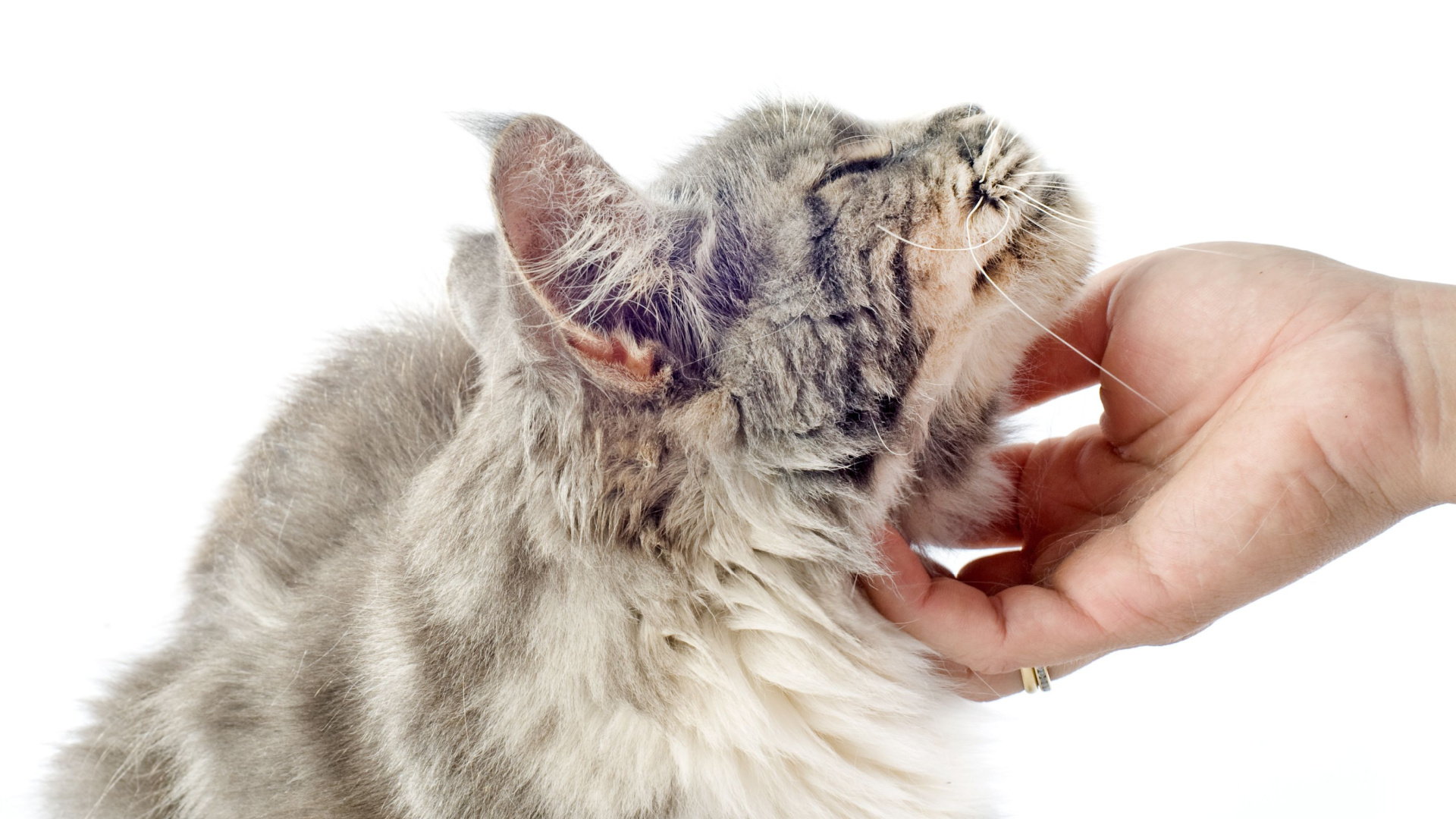 10-of-the-most-affectionate-cat-breeds