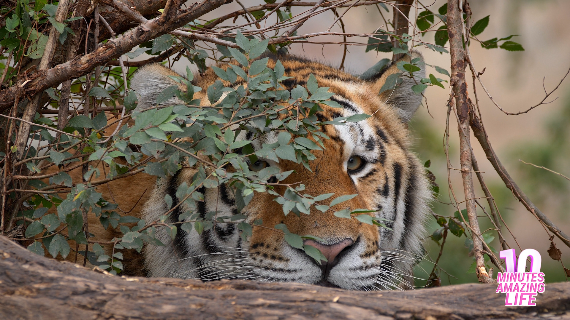een Bengalen tijger rondsnuffelen door hoog gras in haar inheems leefgebied  47462027 stockfoto bij Vecteezy, image size:1920x1080