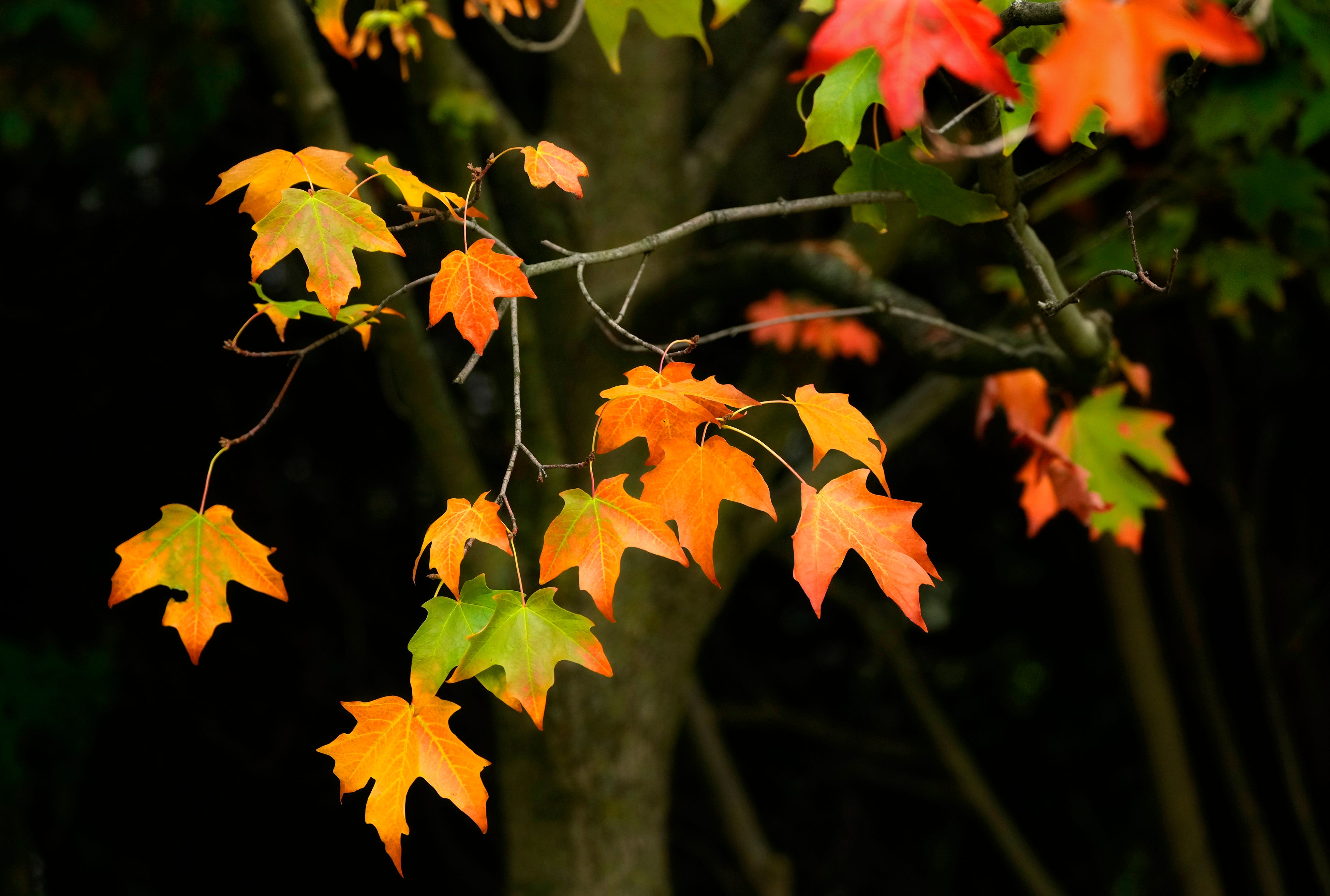 Northern Wisconsin locales are on verge of peak fall color