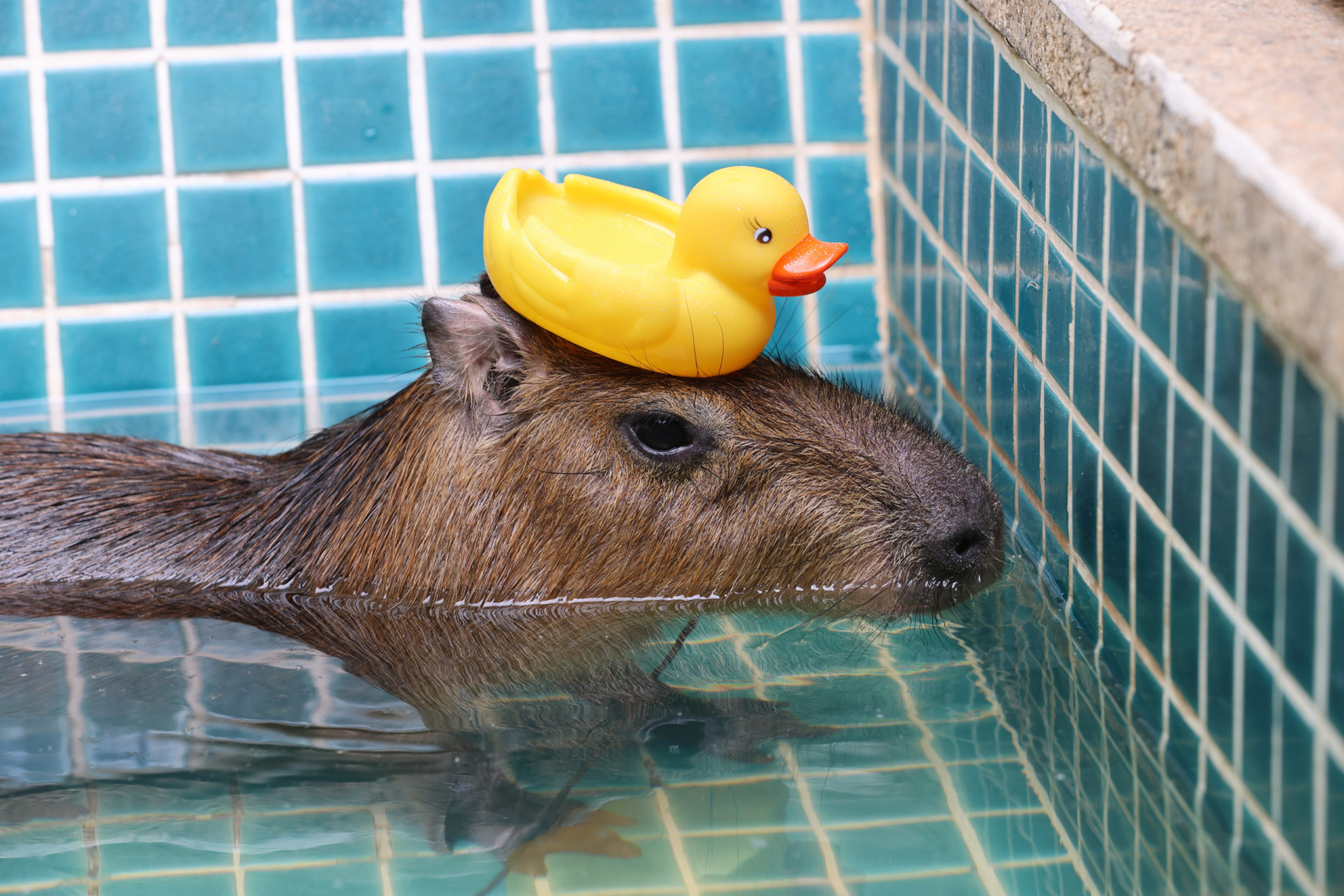 Cool and curious facts about capybaras