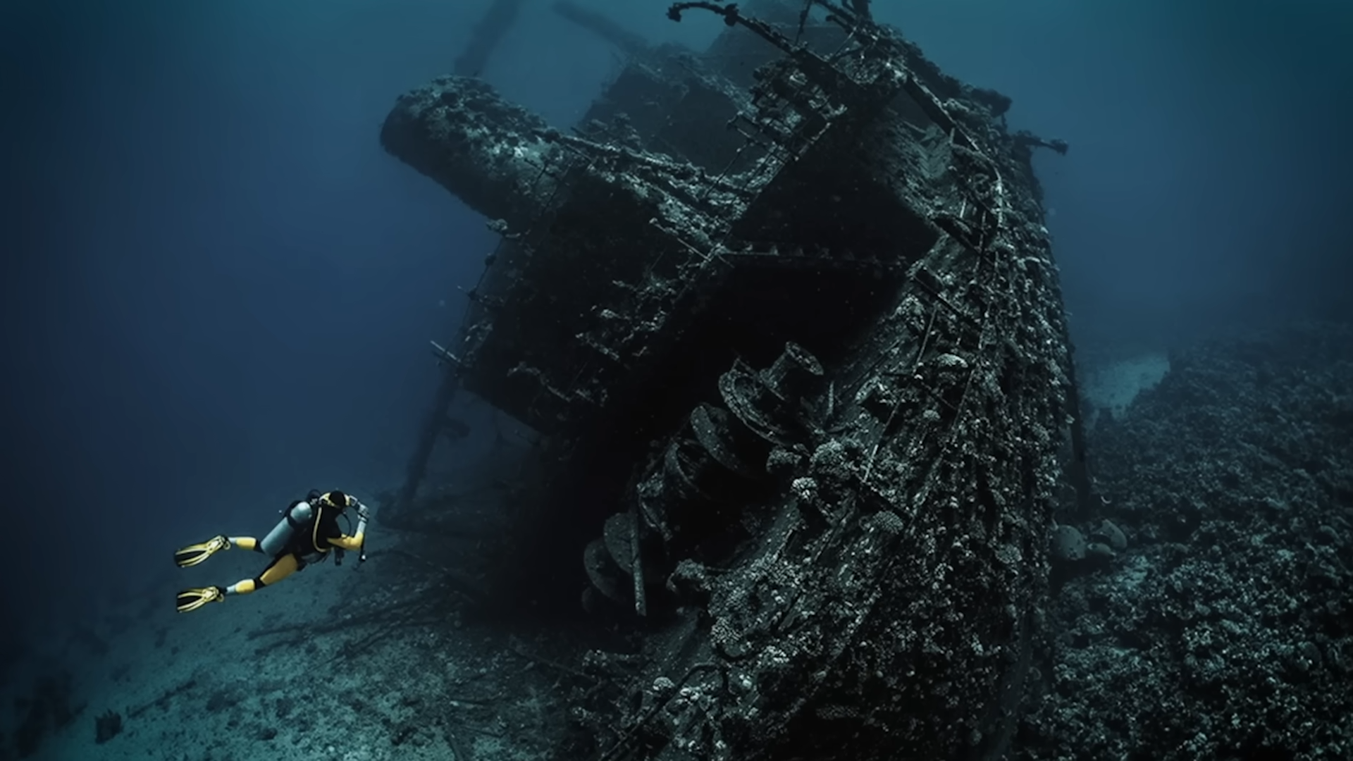 How a Wrecked Ship Became a Feeding Frenzy in Shark-Infested Waters