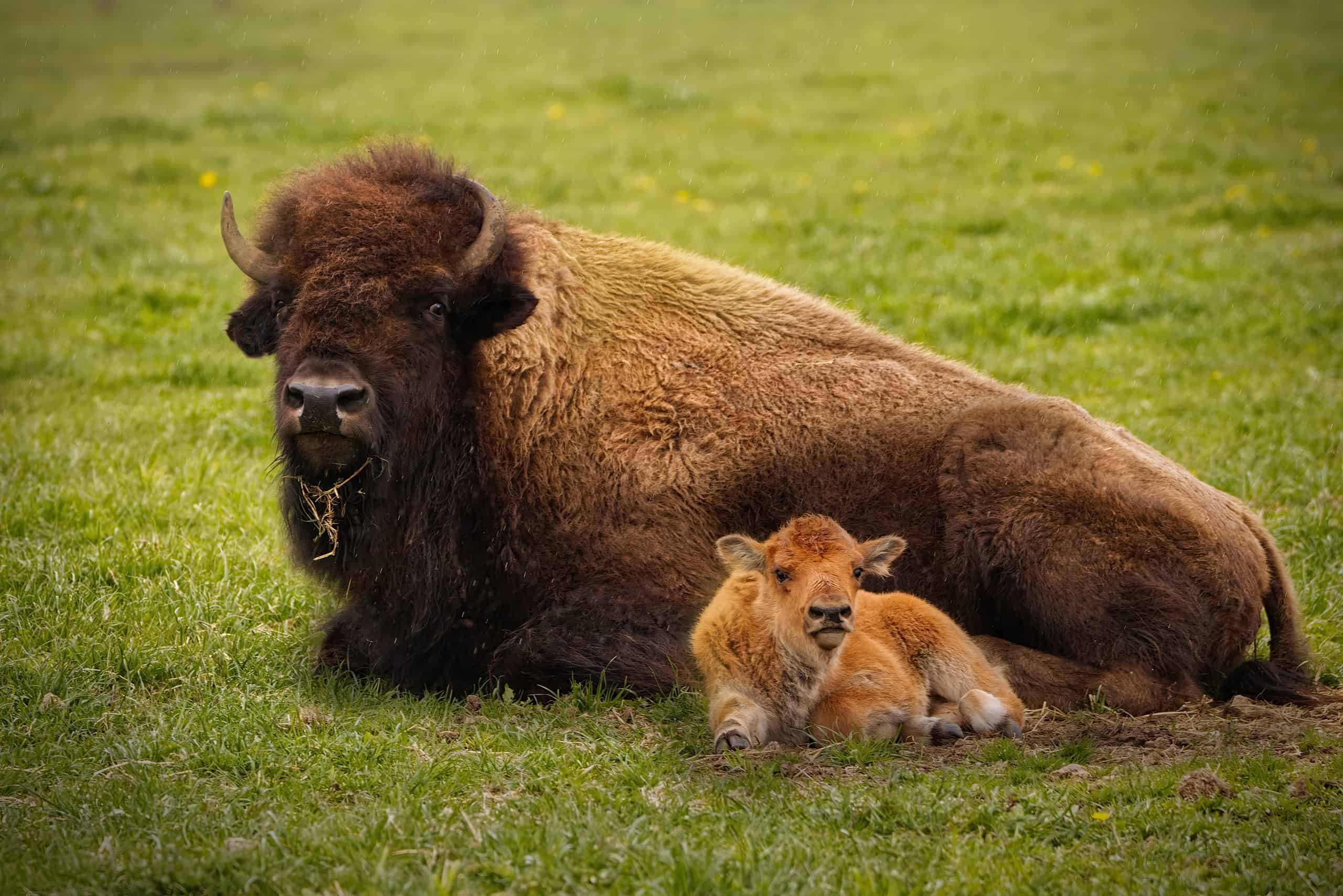 19. Bison