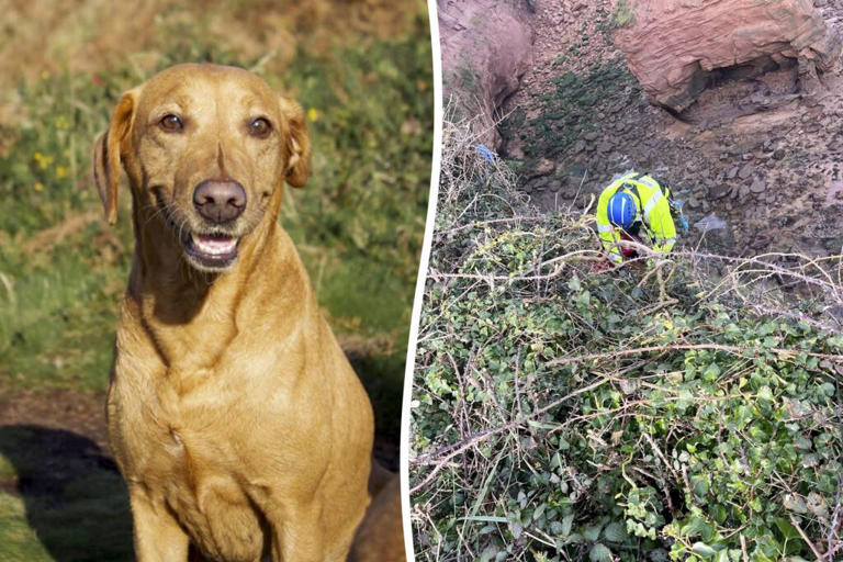 Missing dog saved from cliff face in “monumental” rescue effort(02)