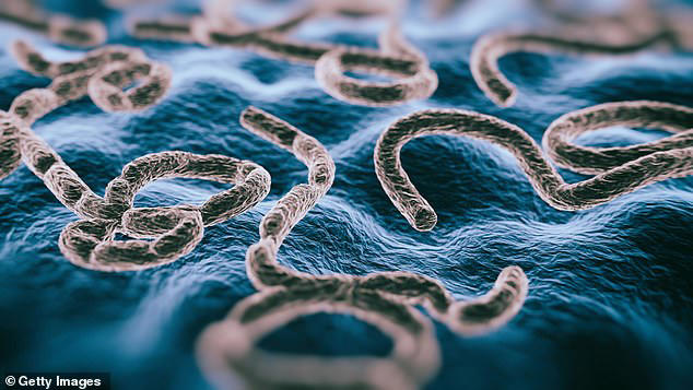 Вирус Эбола естественным образом обитает в летучих мышах, обезьянах и дикобразах, живущих в тропических лесах, а также может передаваться при употреблении в пищу сырого мяса диких животных. На фото 3D-изображение вируса