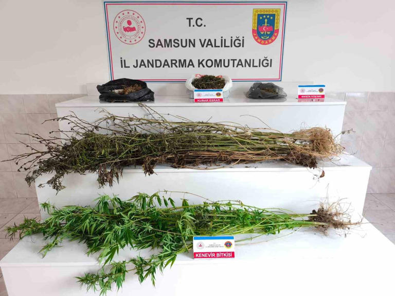 Samsun'da jandarma 2 kilo 355 gram esrar ele geçirdi: 2 gözaltı