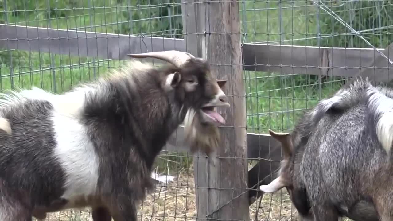 Police respond to 'screams' in Maine, find talkative goat Simon instead