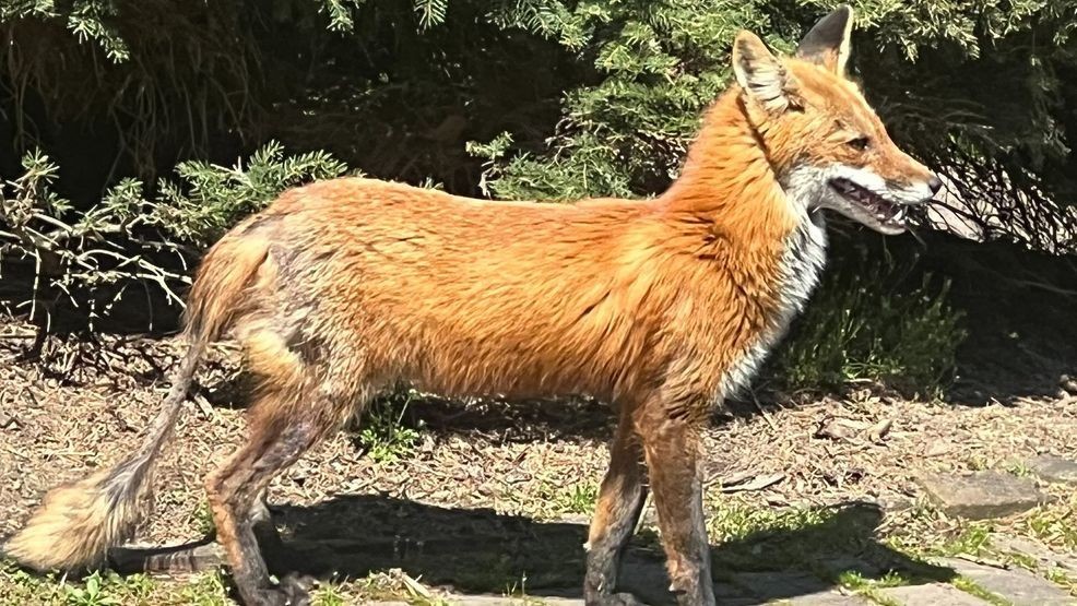 Rabid fox alert prompts safety warning in Ballston Spa
