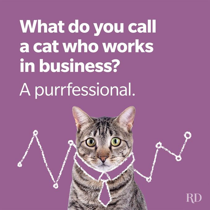 Cat Jokes 1 Gettyimages 1267684432 1